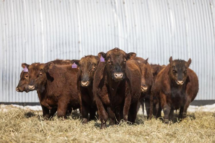 2-year-old bulls in sale