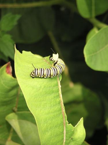 Caterpillar