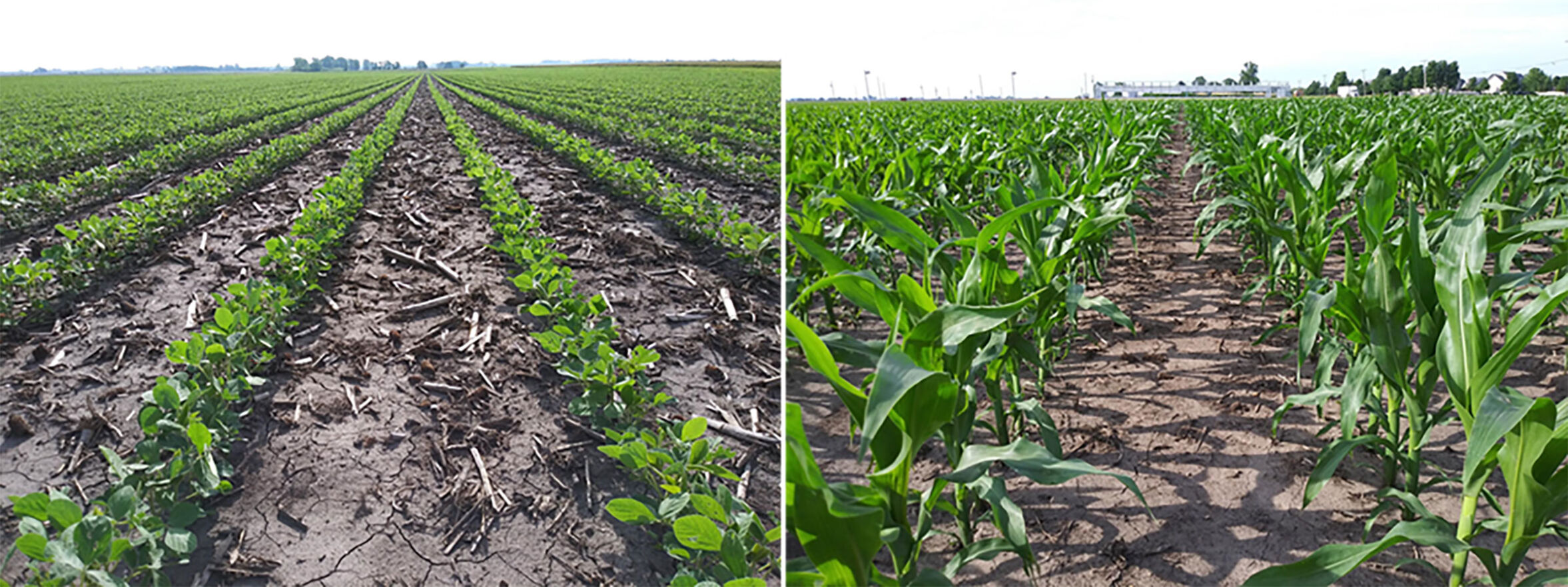 field comparison