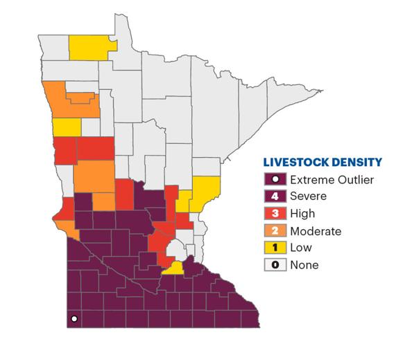 Minnesota hogs 3.jpeg