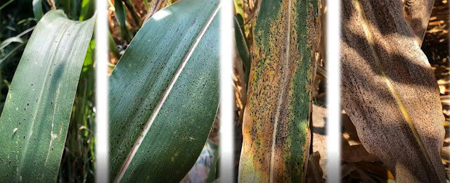 Tar spot progression