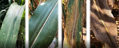 Tar spot progression
