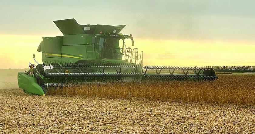 Soybean