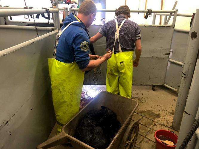 IX ranch Big Sandy FFA