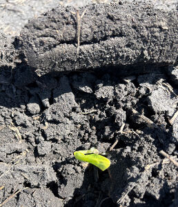 Corn leafs out