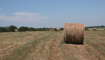 Native grass hay