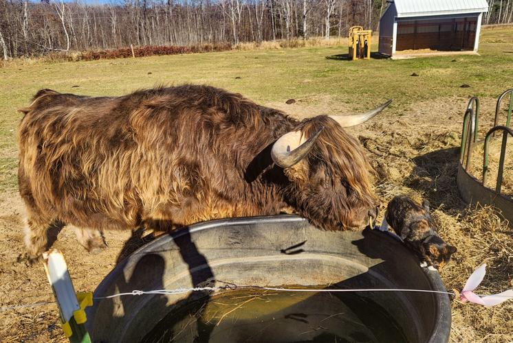 Farm Critter Corner