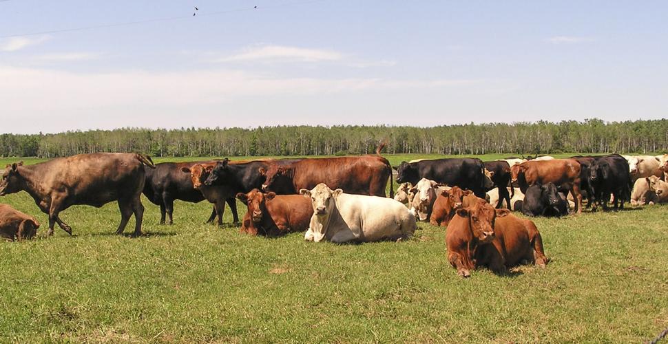 Cattle graze