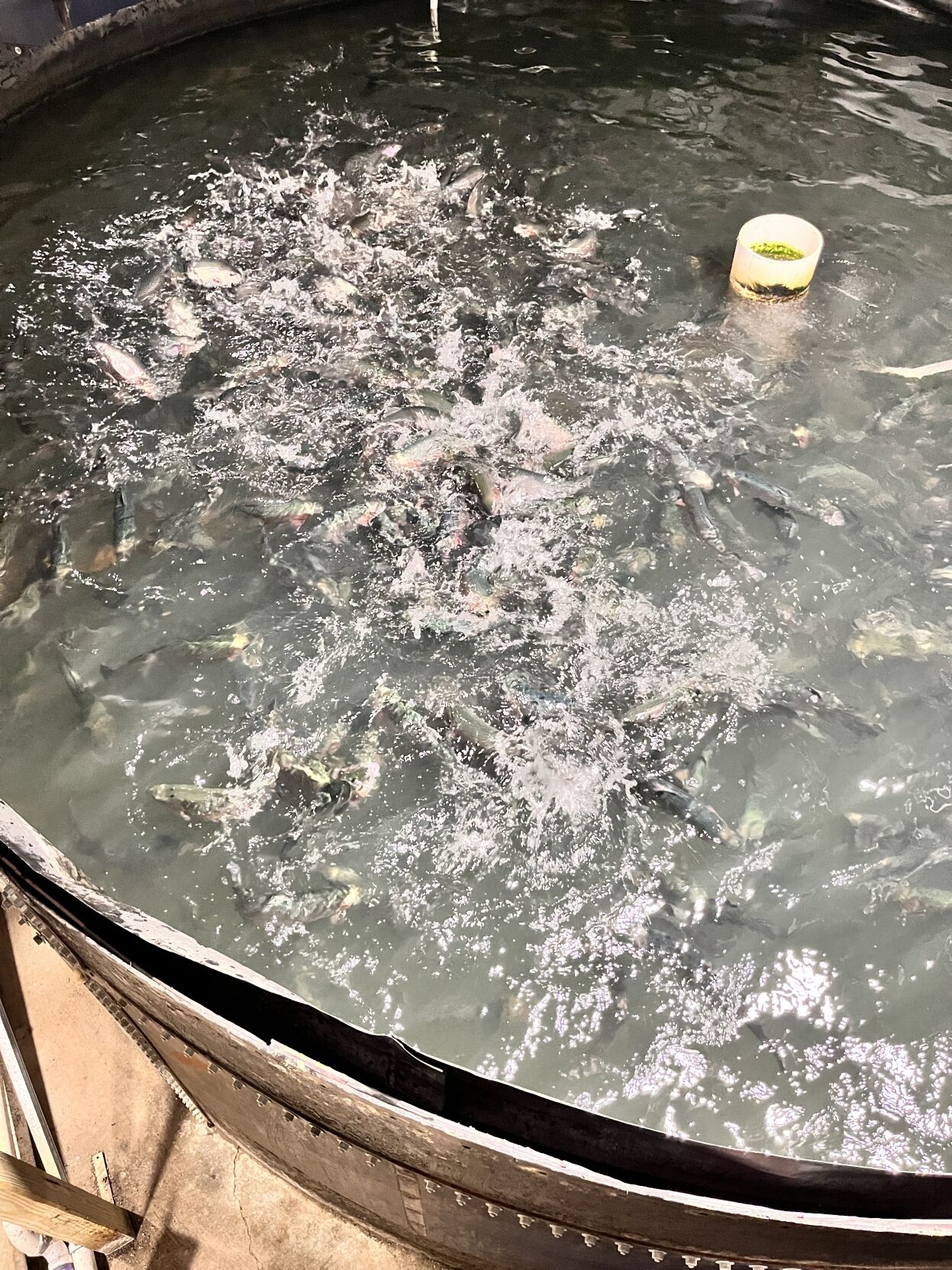 NE Vegetable and Protein 7.JPG