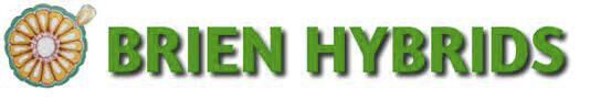 O'Brien Hybrids logo