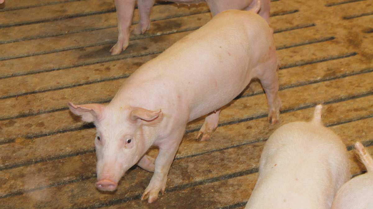 protects pigs from COVID