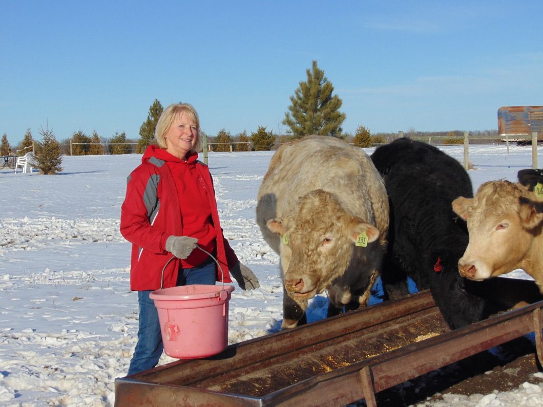 Penny Zimmerman works cattle