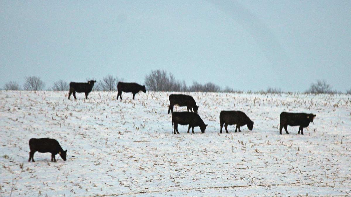 cattle-on-snow
