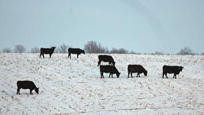 cattle-on-snow