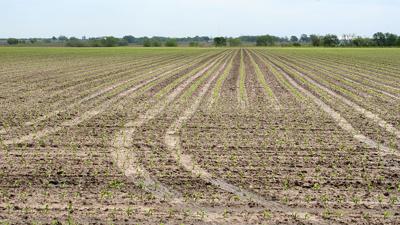 Planting_Compaction