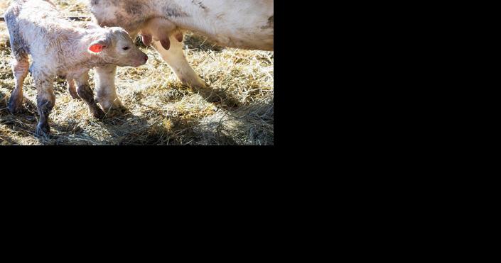 Give calves healthy start - Vimarsana News