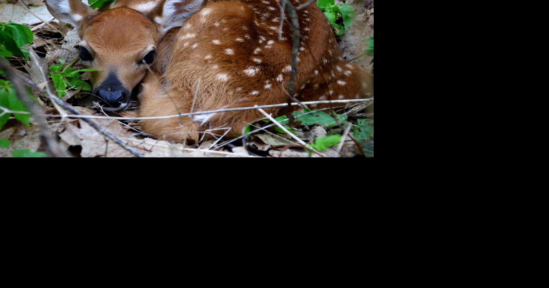 Fawn