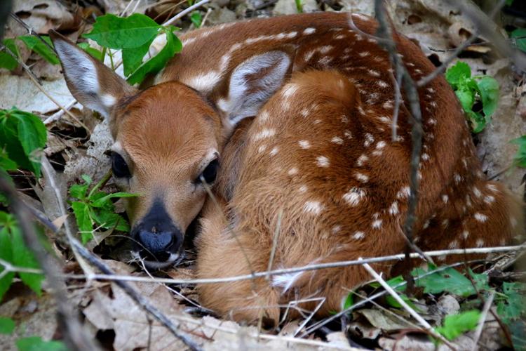 Fawn