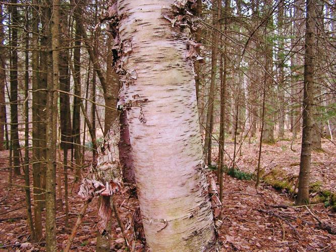 Birch tree