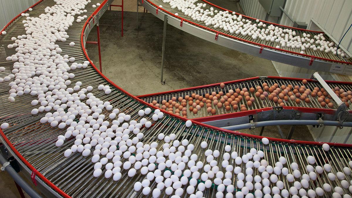 Egg industry photo