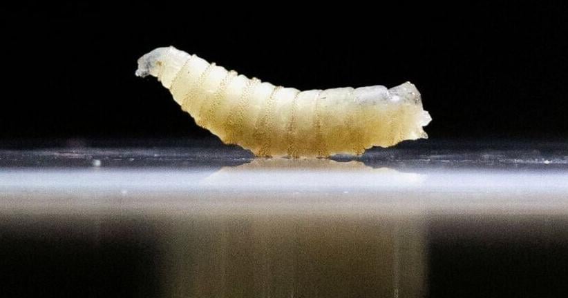 Screwworm confirmed in Texas Heather Schlitz, Tom Polansek and Cassandra Garrison Reuters Jun 4, 2026 7 sec ago