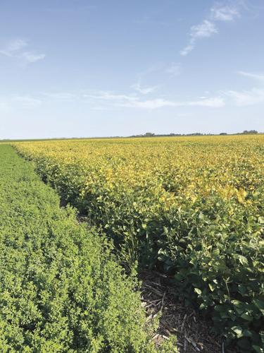 CW Stange (1) worked.jpg