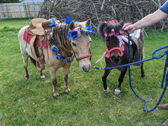 little hooves 137.jpg