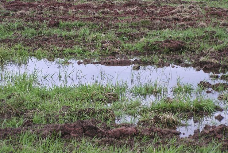 Water in field