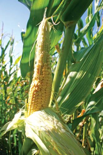 Drought unfilled-corn ear