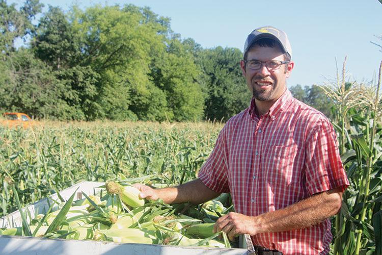 Steve Rachut harvests sweet corn