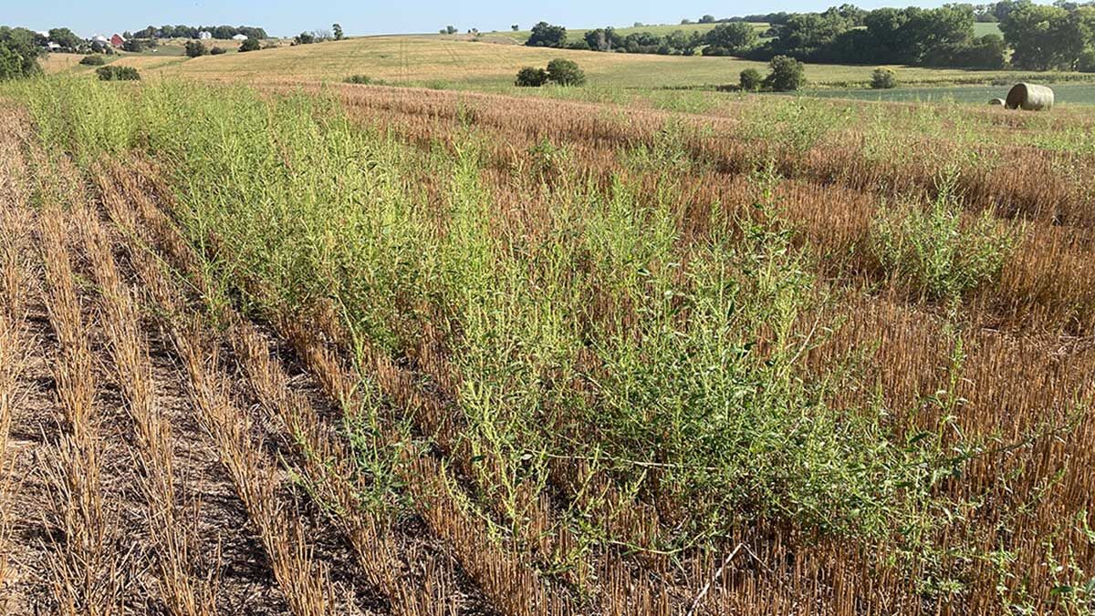 Weeds spread from combines often result in linear distributions of weeds