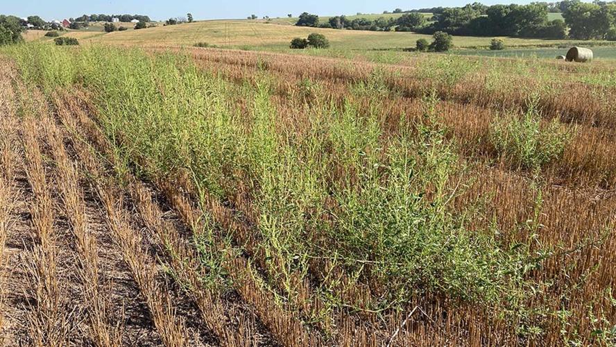 Preventing weed seed spread from combines