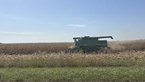 Corn harvest