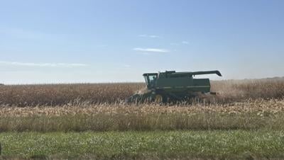 Corn harvest