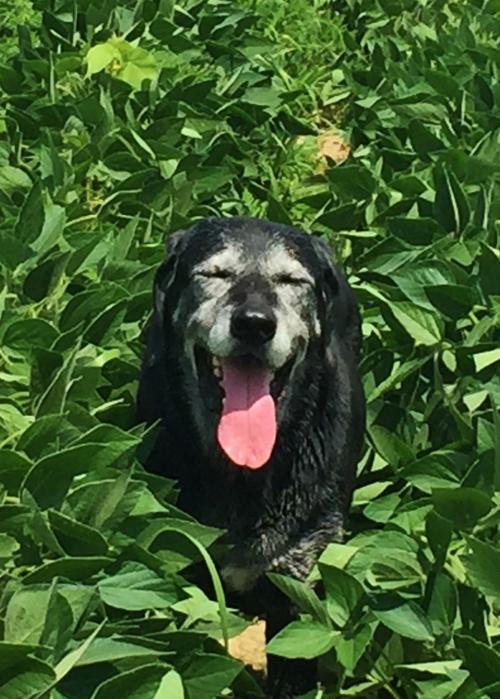 Candid Canine Corner
