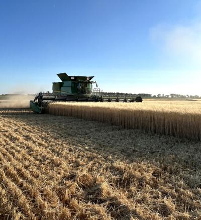Durum