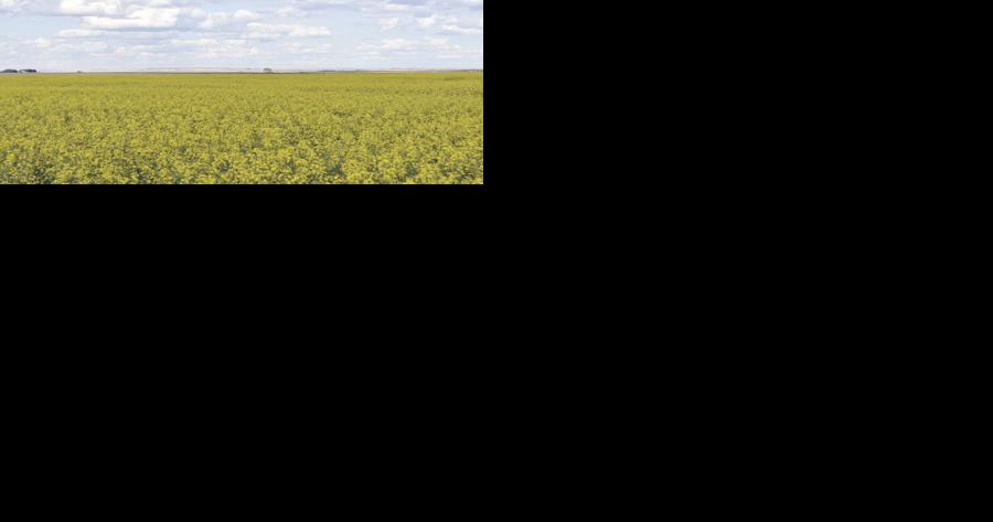 Canola prices take break along with weather - Vimarsana News