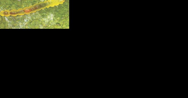 Soybean tentiform leafminer larva