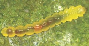 Soybean tentiform leafminer larva