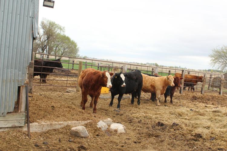 4H Smith family (66).JPG