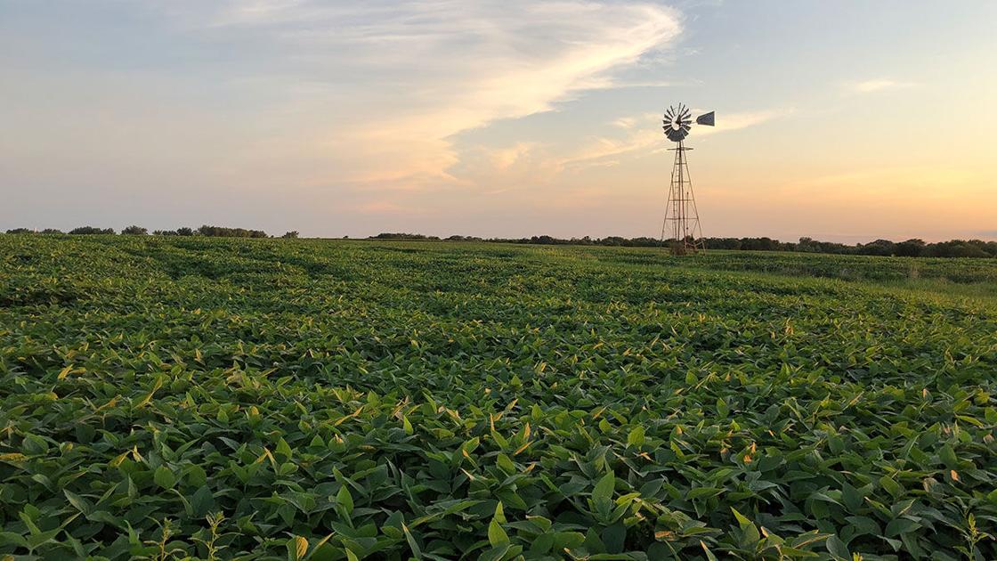 Top two weeds continue to challenge Missouri farmers Crops