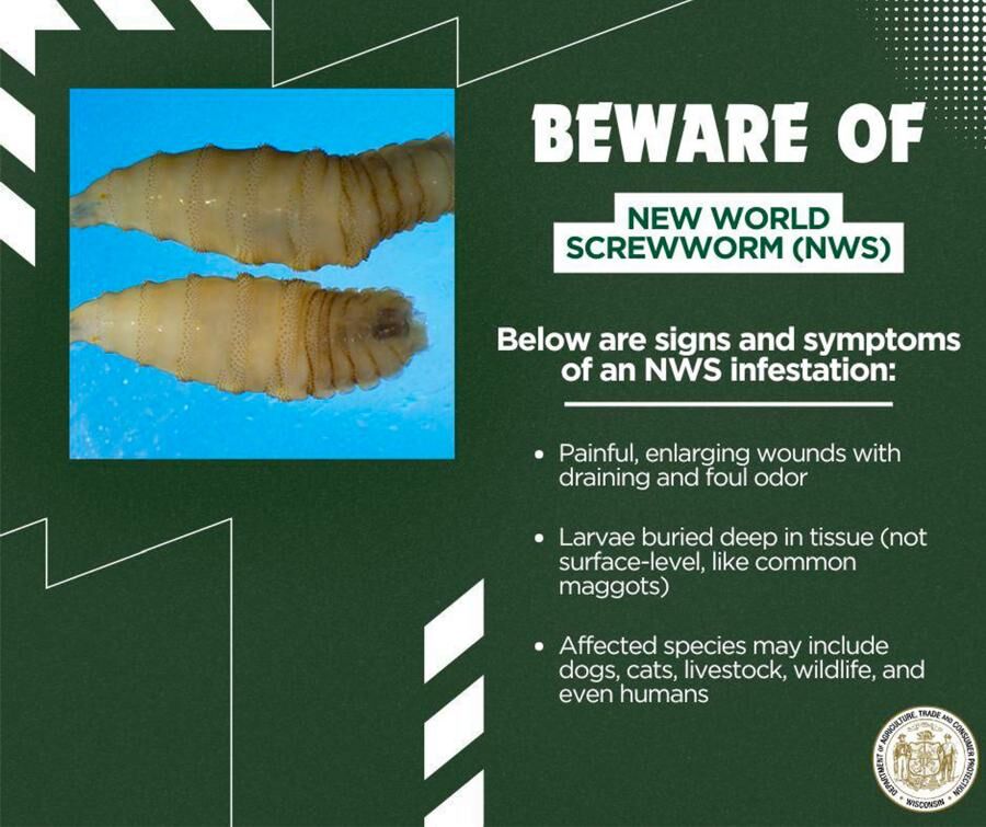 Beware of screwworm