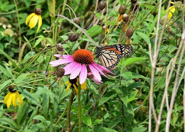 Butterfly and flower