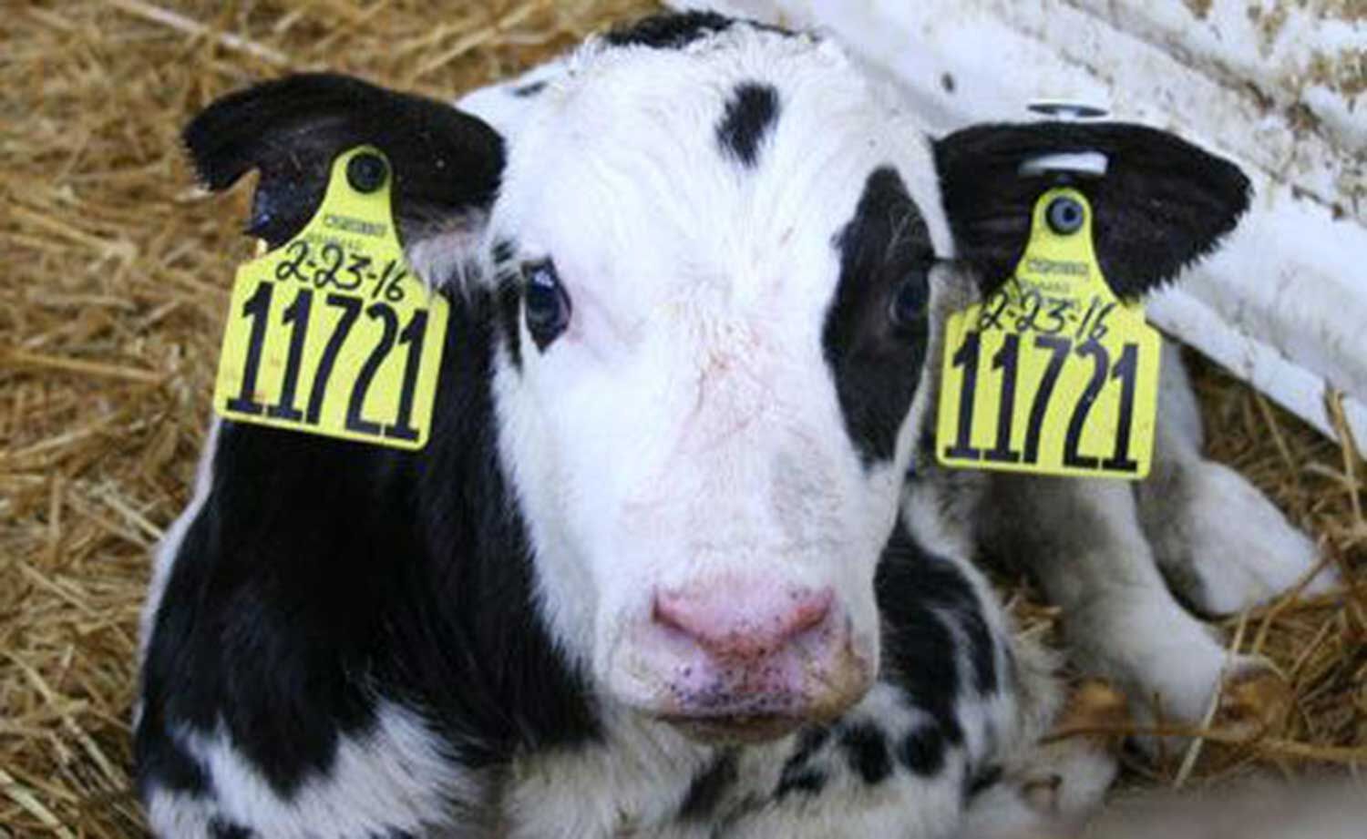 Combat cold stress in dairy calves with bedding, nutrition