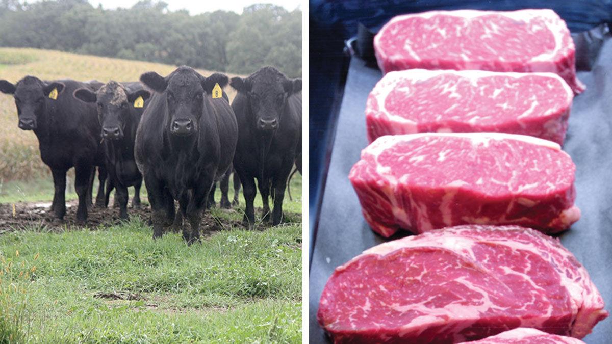 Cattle split screen with cuts of beef