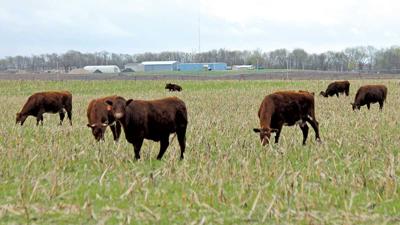 cattle grazing cover crop