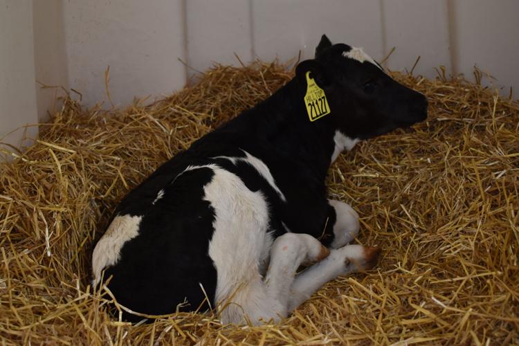 Spansh Speaking Dairy Workers (45).JPG