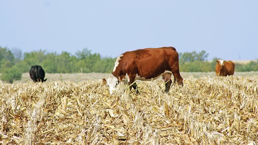 Cow grazing cornstalks
