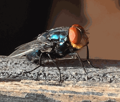 adult New World screwworm fly