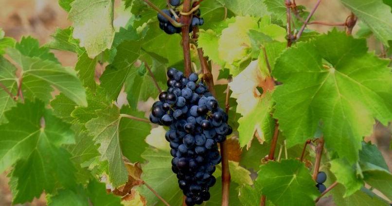 Grapevines